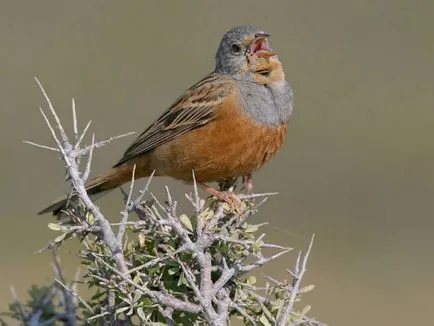 Bird Bunting faj, leírás, videó, hím és nőstény, fotók