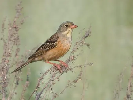 Bird овесарка видове, описание, видеоклип, мъжки и женски, снимки