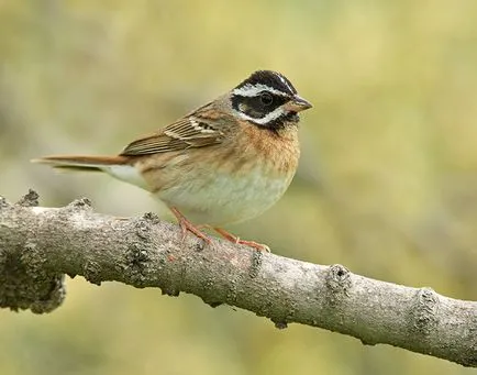 Bird овесарка видове, описание, видеоклип, мъжки и женски, снимки