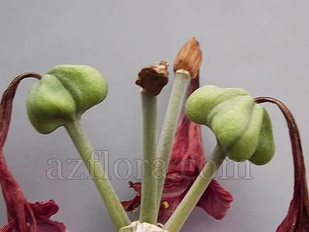 Reproducere Amaryllis la domiciliu - o descriere detaliată, cu fotografii