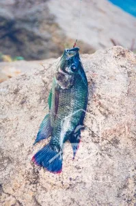 Horgászat a déli régiókban, és fogása tilápia