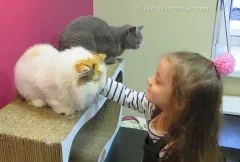 pisici Republica - Revizuirea vizită cu copilul - Tatiana Bedareva