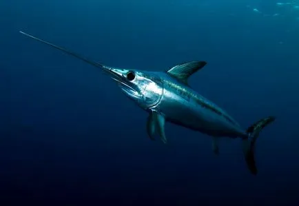spadă de captură Swordfish, teoria și practica de campioni și titularii de înregistrări Seychelles