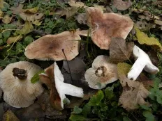 Blewits de plop (populinum Tricholoma)