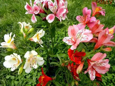 Kerti virágok - egy olyan világban, szín - a helyszínen a szobanövények és kerti virágok
