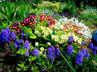 Kerti virágok - egy olyan világban, szín - a helyszínen a szobanövények és kerti virágok