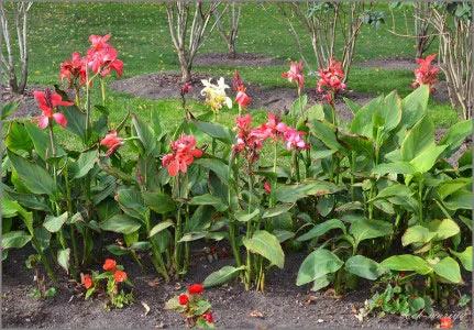 flori de gradina cultivare Canna, plantare, de reproducție