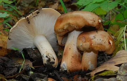 Blewits de plop (populinum Tricholoma)