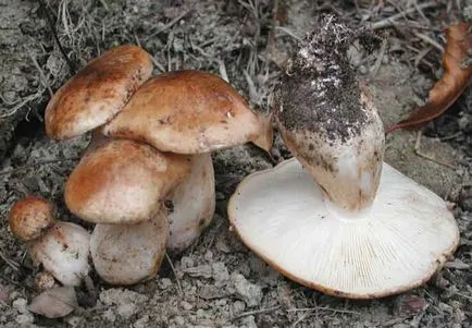 Blewits nyár (Tricholoma populinum)