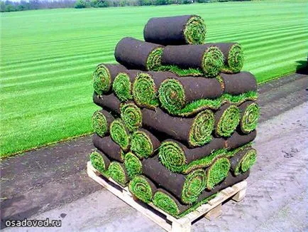 Turf, osadovod - toate Sade, gradina si design