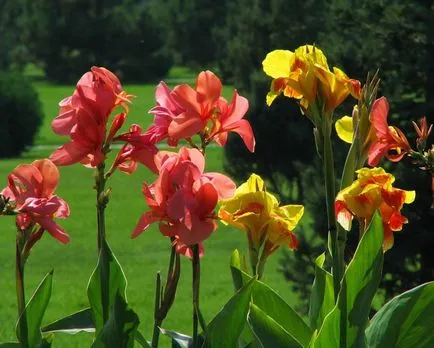 flori de gradina cultivare Canna, plantare, de reproducție