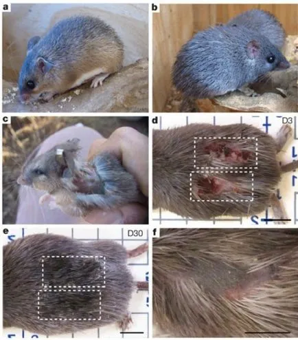 Cele mai neobisnuite moduri de protecție împotriva dușmanilor din lumea animală (10 poze) - triniksi