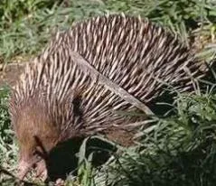 A család a viperák tachyglossidae