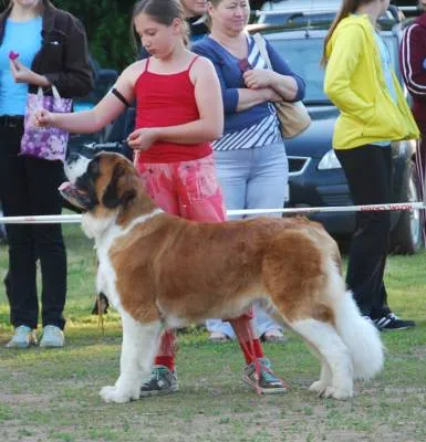 Saint Bernard - Dog - Lifestyle