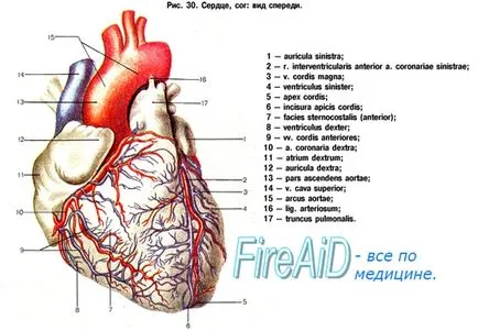 Heart imagini anatomie - Tratamentul Inimii