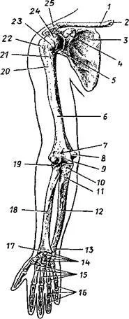 Csontváz a felső végtag