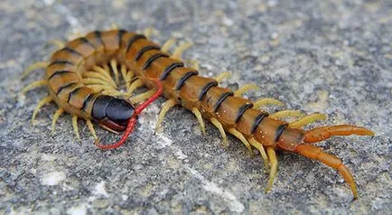 centiped Crimeea