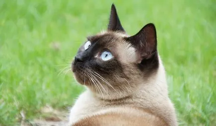 Сиамски котки - чувствителни към топлина албиноси на