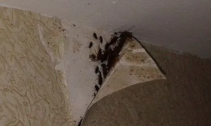 Как хлебарки живеят без храна и вода в апартамента