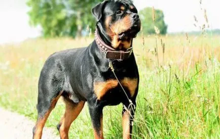 Hány élő rottweiler, rottweiler súlya az életkor, fotó és videó