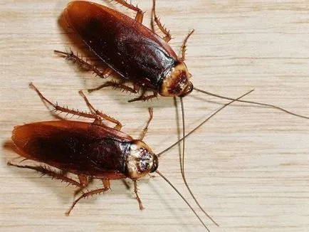 Как хлебарки живеят без храна и вода в апартамента