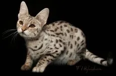 Сомалийски котка - отделна порода или пухкава абисинска