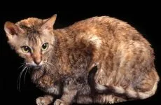 Сомалийски котка - отделна порода или пухкава абисинска