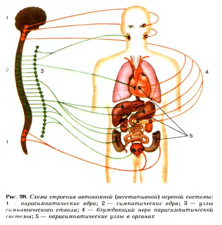 Соматични и автономна (вегетативен) отдели нервна система