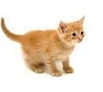 Сън книга Фройд малки котенца, Милър, човек, момиче, жена, Juno, с котка, червено