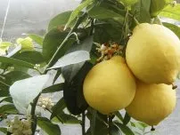 Tippek a termesztés Paul lemon és a virágok a házban (villa)