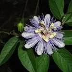 Passionflower Passiflora plante medicinale, proprietăți medicinale, extract și tinctură, inkarnata și fructul pasiunii,