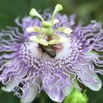 Пасифлора Passiflora билка, лечебни свойства, екстракт и тинктура, inkarnata и маракуя