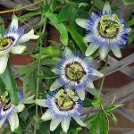 Passionflower Passiflora plante medicinale, proprietăți medicinale, extract și tinctură, inkarnata și fructul pasiunii,