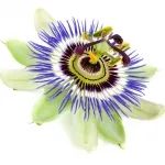 Пасифлора Passiflora билка, лечебни свойства, екстракт и тинктура, inkarnata и маракуя