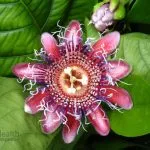 Пасифлора Passiflora билка, лечебни свойства, екстракт и тинктура, inkarnata и маракуя