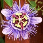 Golgotavirág Passiflora gyógynövény, gyógyszer tulajdonságait, kivonat és tinktúra, inkarnata és a golgotavirág gyümölcse