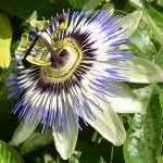 Пасифлора Passiflora билка, лечебни свойства, екстракт и тинктура, inkarnata и маракуя