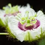 Passionflower Passiflora plante medicinale, proprietăți medicinale, extract și tinctură, inkarnata și fructul pasiunii,