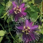 Пасифлора Passiflora билка, лечебни свойства, екстракт и тинктура, inkarnata и маракуя