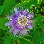 Пасифлора Passiflora билка, лечебни свойства, екстракт и тинктура, inkarnata и маракуя