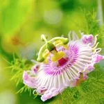 Passionflower Passiflora plante medicinale, proprietăți medicinale, extract și tinctură, inkarnata și fructul pasiunii,
