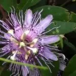 Пасифлора Passiflora билка, лечебни свойства, екстракт и тинктура, inkarnata и маракуя