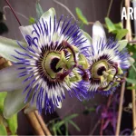 Passionflower Passiflora plante medicinale, proprietăți medicinale, extract și tinctură, inkarnata și fructul pasiunii,