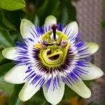 Пасифлора Passiflora билка, лечебни свойства, екстракт и тинктура, inkarnata и маракуя