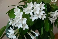 Stephanotis gondozás otthon szigor