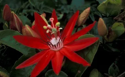 Golgotavirág Passiflora gyógynövény, gyógyszer tulajdonságait, kivonat és tinktúra, inkarnata és a golgotavirág gyümölcse