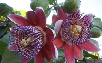 Passionflower Passiflora plante medicinale, proprietăți medicinale, extract și tinctură, inkarnata și fructul pasiunii,