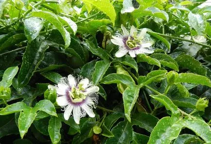 Passionflower Passiflora plante medicinale, proprietăți medicinale, extract și tinctură, inkarnata și fructul pasiunii,