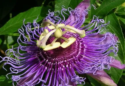 Golgotavirág Passiflora gyógynövény, gyógyszer tulajdonságait, kivonat és tinktúra, inkarnata és a golgotavirág gyümölcse