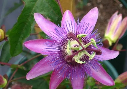 Passionflower Passiflora plante medicinale, proprietăți medicinale, extract și tinctură, inkarnata și fructul pasiunii,